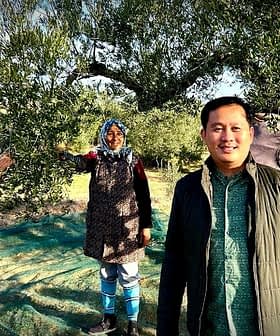Individuals participating in olive harvesting under an olive tree in an orchard. - Olive Oil Times