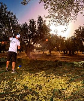 Two individuals harvesting olives in an olive grove with nets spread on the ground. - Olive Oil Times