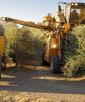 A tractor and a large harvesting machine working in an olive grove during the harvest season. - Olive Oil Times
