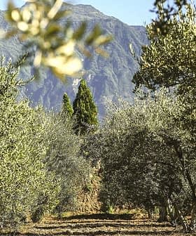 Olive trees arranged in rows with mountains in the background under clear blue skies. - Olive Oil Times