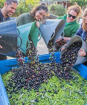 Four individuals pouring olives from containers into a large blue bin filled with green and black olives. - Olive Oil Times