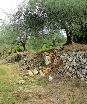 Abandoned olive grove featuring stone walls and olive trees in a natural setting. - Olive Oil Times