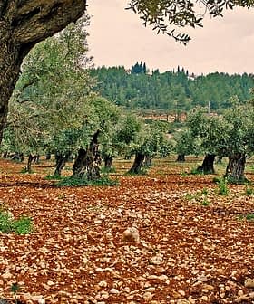 Mature olive trees in a grove with rocky soil and greenery in the background. - Olive Oil Times