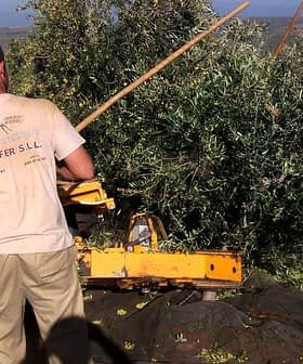 Man using a stick to harvest olives from a tree with machinery in the background. - Olive Oil Times