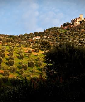 Lush olive grove landscape with a hilltop village and a single tree on the left side. - Olive Oil Times
