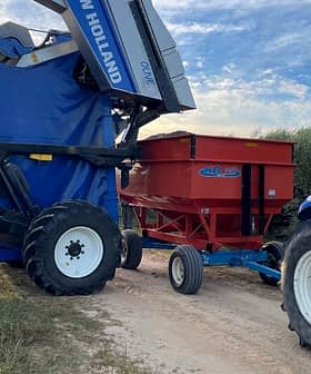 New Holland olive harvester unloading olives into a red trailer attached to a blue tractor. - Olive Oil Times