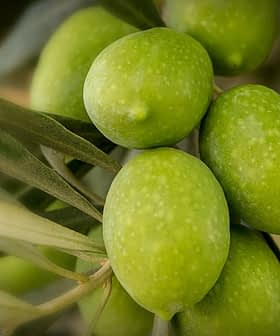 Cluster of green olives growing on a branch surrounded by leaves. - Olive Oil Times