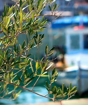 Olive branch in focus with a fishing boat blurred in the background on water. - Olive Oil Times