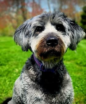 A gray and black dog with a fluffy coat sitting in a green field on a sunny day. - Olive Oil Times