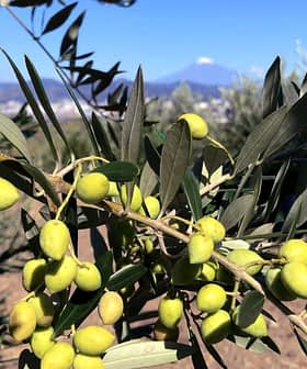 A branch of an olive tree with clusters of green olives and leaves against a blue sky. - Olive Oil Times
