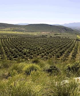 Expansive view of an olive grove with neatly arranged trees in rows across a hillside. - Olive Oil Times