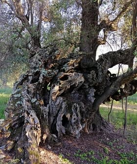 An ancient olive tree with a gnarled trunk and twisted branches in a grassy area. - Olive Oil Times