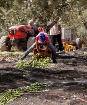 Worker collecting olives from the ground during the harvest at Mandranova farm. - Olive Oil Times