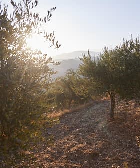 Olive trees on a hillside with sunlight shining through the leaves during sunset. - Olive Oil Times