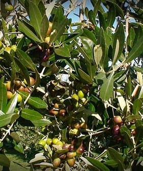 Olive tree branches displaying clusters of ripe and unripe olives among green leaves. - Olive Oil Times