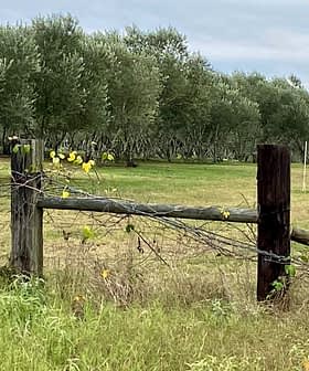 Wooden fence post with vines in front of an olive grove in a rural area. - Olive Oil Times
