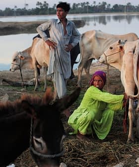 Two individuals managing cattle near a water body in a rural setting during the evening. - Olive Oil Times
