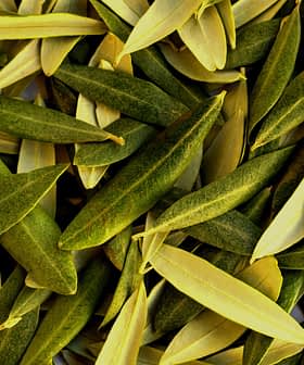 A close-up view of a pile of green and yellow olive leaves arranged together. - Olive Oil Times