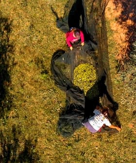 Two individuals collecting olives using a black net in an olive grove. - Olive Oil Times