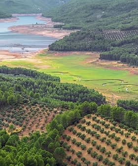 Aerial view of olive groves and a reservoir surrounded by hills and greenery. - Olive Oil Times