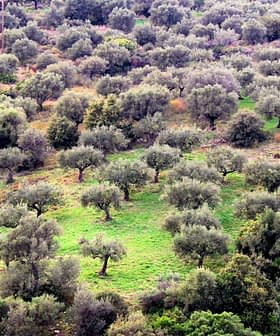 Aerial view of a lush olive grove with numerous olive trees and green grass. - Olive Oil Times