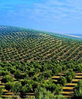 Expansive view of a hillside covered with rows of olive trees in a green landscape. - Olive Oil Times