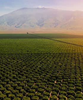 Aerial view of a vast olive grove with neatly arranged trees and mountains in the background. - Olive Oil Times
