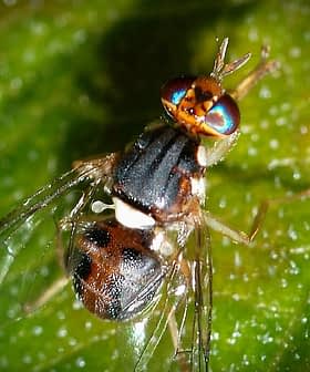 A close-up image of a fly with iridescent eyes resting on a green leaf. - Olive Oil Times