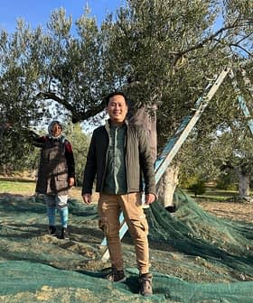 Three individuals engaged in olive harvesting under an olive tree with a ladder and netting. - Olive Oil Times