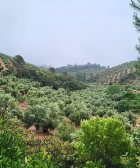 Lush olive grove with rows of olive trees on rolling hills under a cloudy sky. - Olive Oil Times