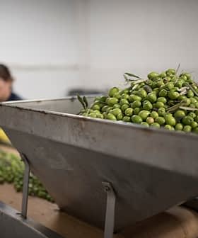 A large container filled with freshly harvested green olives in a processing facility. - Olive Oil Times
