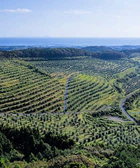 Aerial view of a large olive grove with neatly arranged trees and a distant coastline. - Olive Oil Times