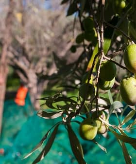 Olives on a branch with a person harvesting olives in the background. - Olive Oil Times