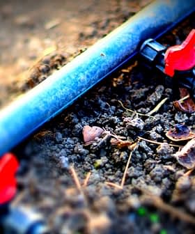 Close-up of a black irrigation pipe with red valves on the ground. - Olive Oil Times