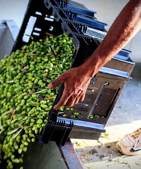 Person pouring freshly harvested green olives from a crate into a container. - Olive Oil Times