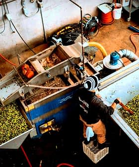 Worker processing olives in a facility with machinery and green olives in containers. - Olive Oil Times