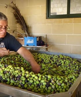 Man sorting through a large container of green and black olives at an olive mill. - Olive Oil Times