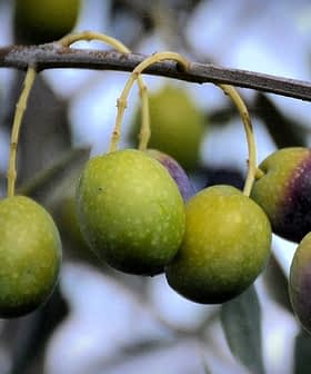 A branch with several olives in varying shades of green and purple hanging from it. - Olive Oil Times