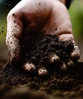 A close-up of a hand holding dark, rich soil with dirt particles visible. - Olive Oil Times