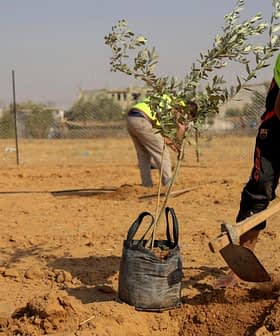 Individual in a yellow vest planting an olive tree sapling in dry soil with a shovel. - Olive Oil Times
