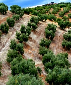 Aerial view of a hillside olive grove with neatly arranged trees and soil patterns. - Olive Oil Times