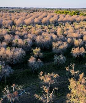Aerial view of a forested area with a mix of trees, some appearing bare and others green. - Olive Oil Times