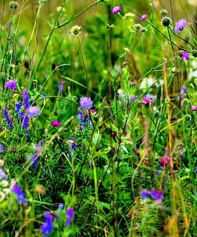 A vibrant meadow filled with various wildflowers in shades of purple and green. - Olive Oil Times