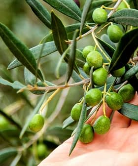 A hand gently touching an olive branch with unripe green olives and leaves. - Olive Oil Times