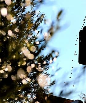 Olive harvesting equipment silhouetted against a blue sky with olives falling from it. - Olive Oil Times