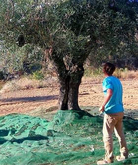 Three individuals harvesting olives from an olive tree using nets and sticks in a field. - Olive Oil Times