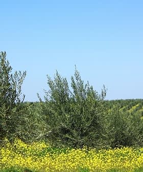 Olive trees growing in a field with yellow flowers in the foreground and rows of trees in the background. - Olive Oil Times