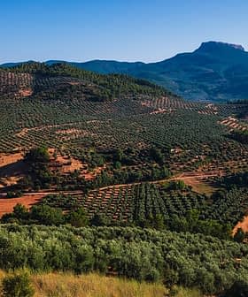 Aerial view of a landscape featuring extensive olive groves and rolling hills under a clear blue sky. - Olive Oil Times