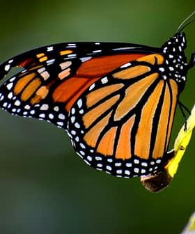 Close-up of a Monarch butterfly perched on a green leaf with vibrant orange and black wings. - Olive Oil Times