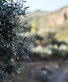 Close-up of an olive tree branch with unripe olives against a blurred background of olive groves. - Olive Oil Times